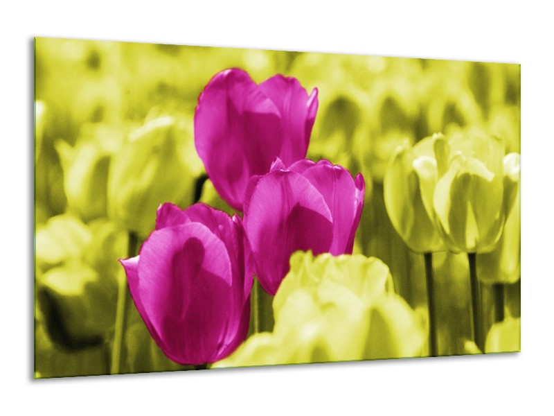 Canvas schilderij Tulp | Roze, Groen, Wit | 120x70cm 1Luik