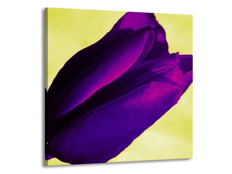 Canvas schilderij Tulp | Paars, Groen, Wit | 70x70cm 1Luik