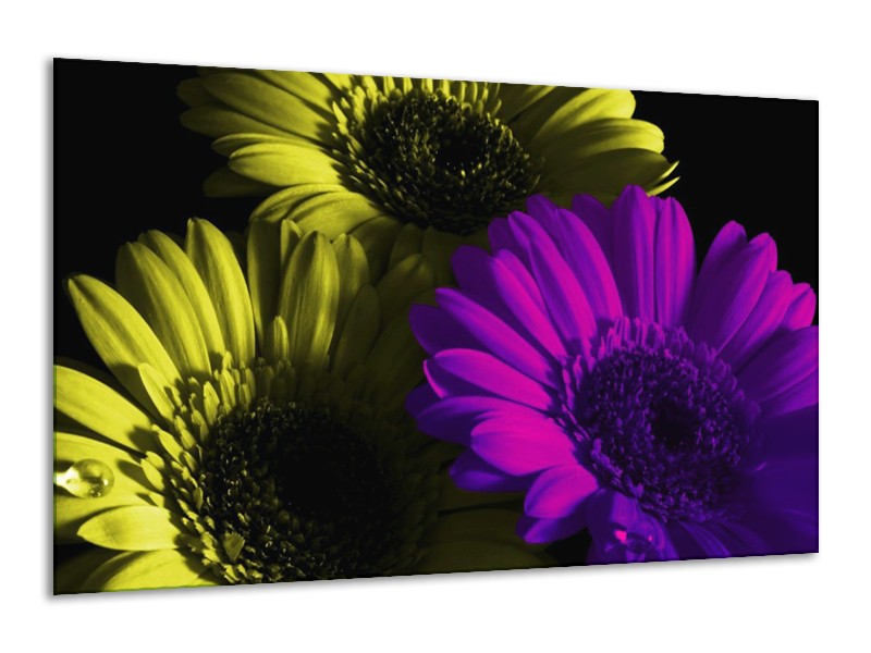 Canvas schilderij Tulp | Paars, Groen, Wit | 120x70cm 1Luik
