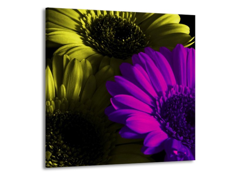 Canvas schilderij Tulp | Paars, Groen, Wit | 70x70cm 1Luik