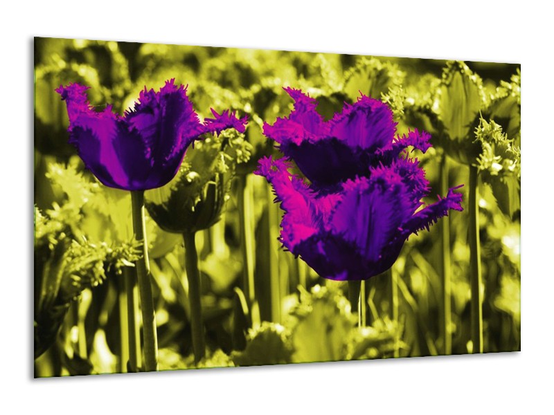 Canvas schilderij Tulp | Paars, Groen, Wit | 120x70cm 1Luik