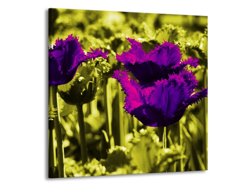 Canvas schilderij Tulp | Paars, Groen, Wit | 70x70cm 1Luik