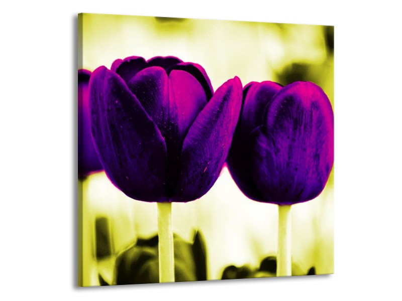 Canvas schilderij Tulp | Paars, Groen, Wit | 70x70cm 1Luik