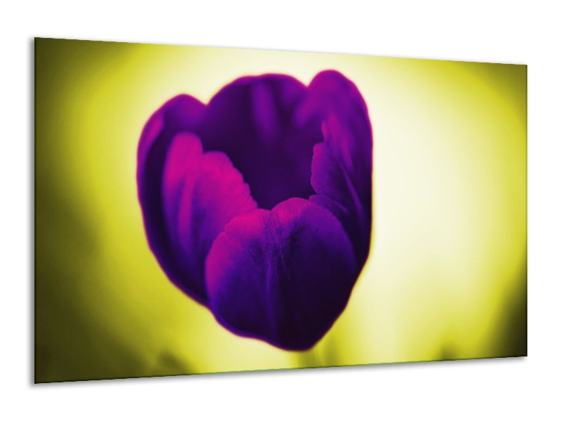 Canvas schilderij Tulp | Paars, Groen, Wit | 120x70cm 1Luik