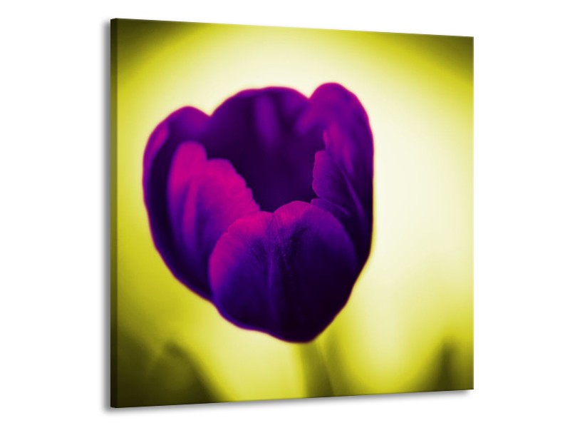 Canvas schilderij Tulp | Paars, Groen, Wit | 70x70cm 1Luik