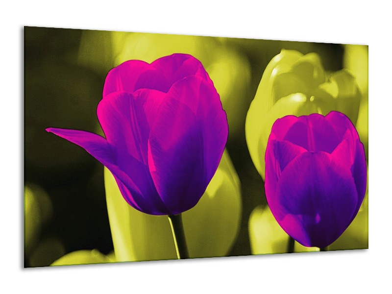 Canvas schilderij Tulp | Paars, Groen, Wit | 120x70cm 1Luik