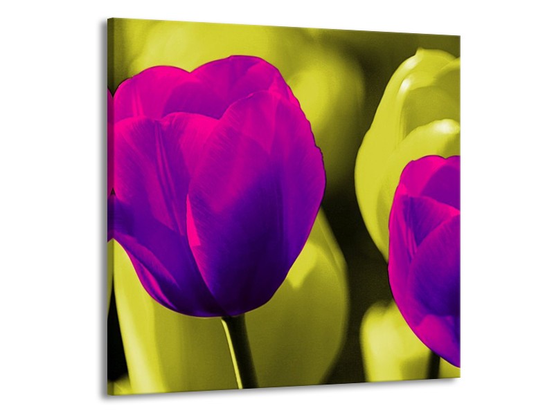 Canvas schilderij Tulp | Paars, Groen, Wit | 70x70cm 1Luik