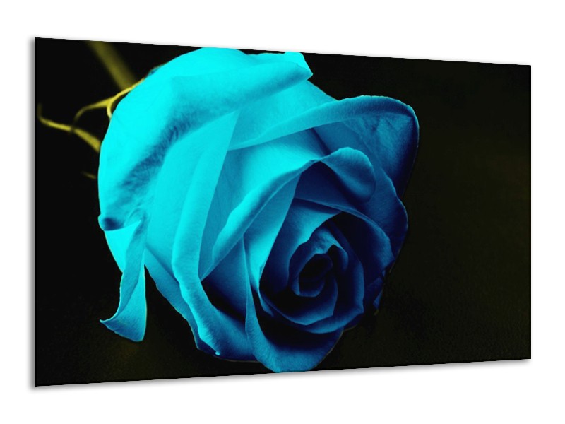 Canvas schilderij Roos | Blauw, Zwart, Groen | 120x70cm 1Luik