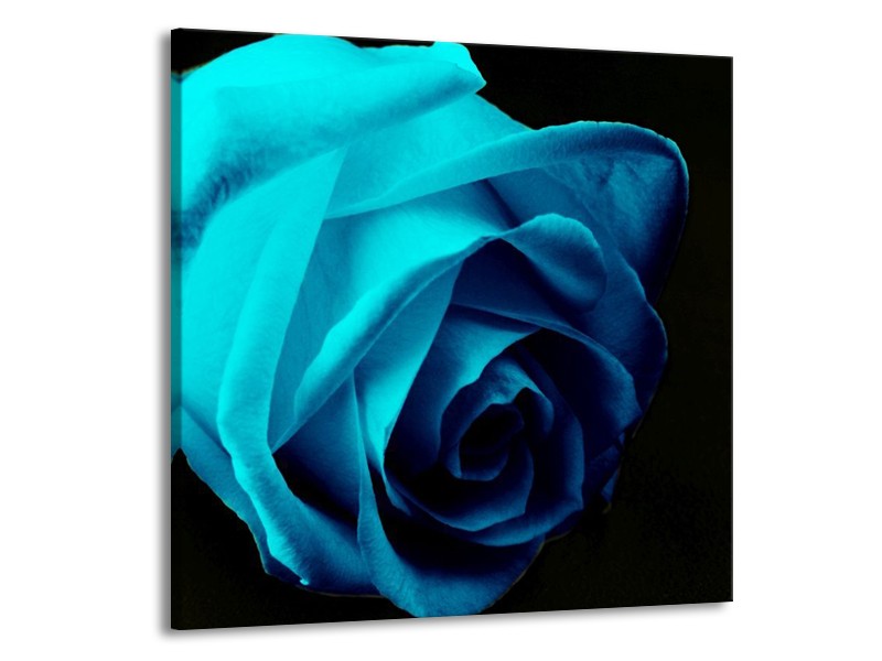 Canvas schilderij Roos | Blauw, Zwart, Groen | 70x70cm 1Luik