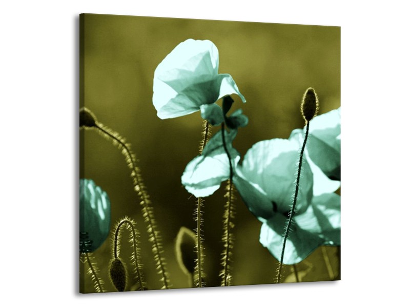 Canvas schilderij Klaproos | Blauw, Zwart, Groen | 70x70cm 1Luik