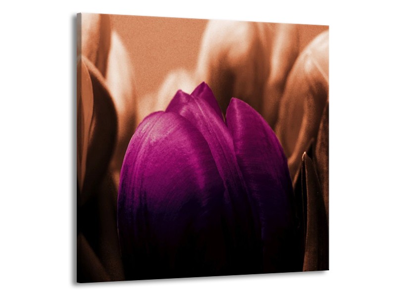 Canvas schilderij Tulp | Paars, Bruin, Wit | 70x70cm 1Luik