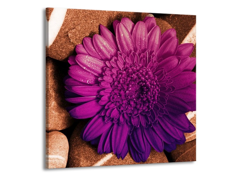 Canvas schilderij Bloem | Paars, Bruin, Wit | 70x70cm 1Luik