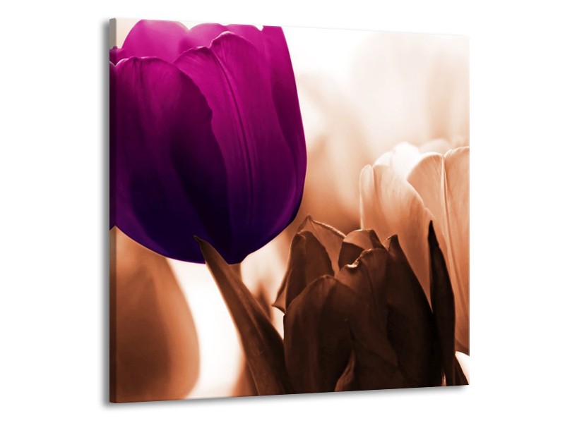 Canvas schilderij Tulp | Paars, Bruin, Wit | 70x70cm 1Luik