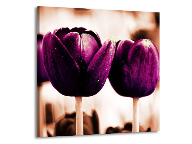 Canvas schilderij Tulp | Paars, Bruin, Wit | 70x70cm 1Luik