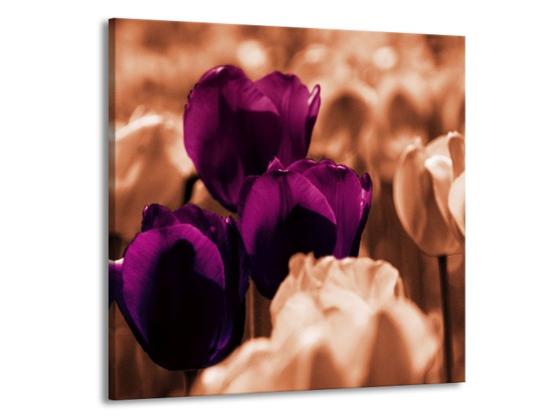 Canvas schilderij Tulp | Paars, Bruin, Wit | 70x70cm 1Luik
