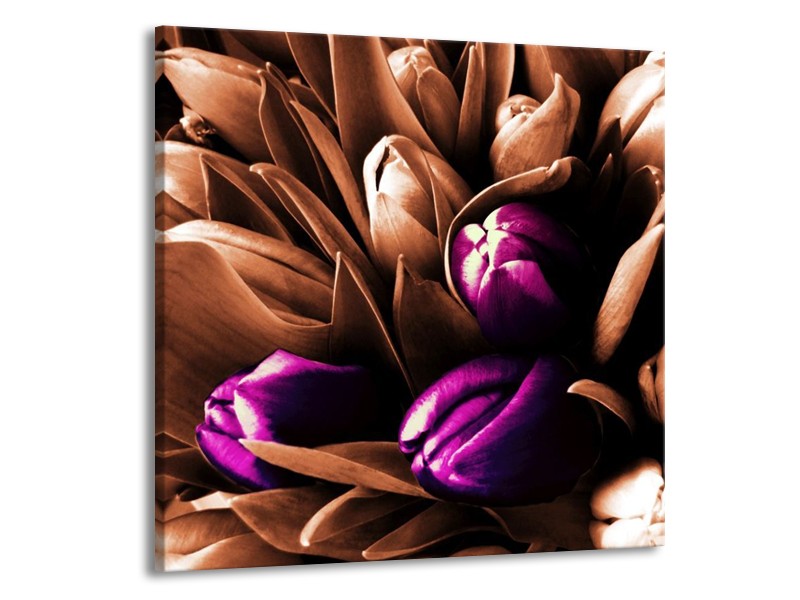 Canvas schilderij Tulp | Paars, Bruin, Wit | 70x70cm 1Luik