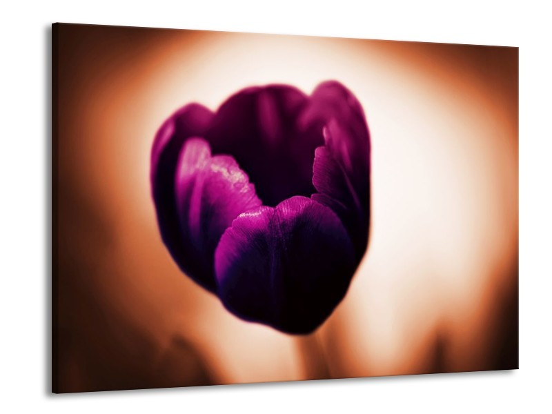 Canvas schilderij Tulp | Paars, Bruin, Wit | 100x70cm 1Luik