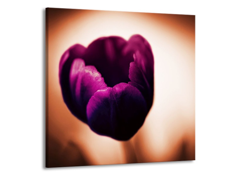 Canvas schilderij Tulp | Paars, Bruin, Wit | 70x70cm 1Luik