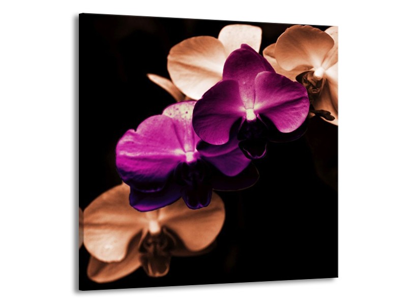 Canvas schilderij Orchidee | Paars, Bruin, Wit | 70x70cm 1Luik
