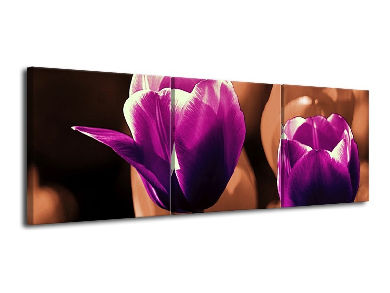 Canvas schilderij Tulp | Paars, Bruin, Wit | 120x40cm 3Luik