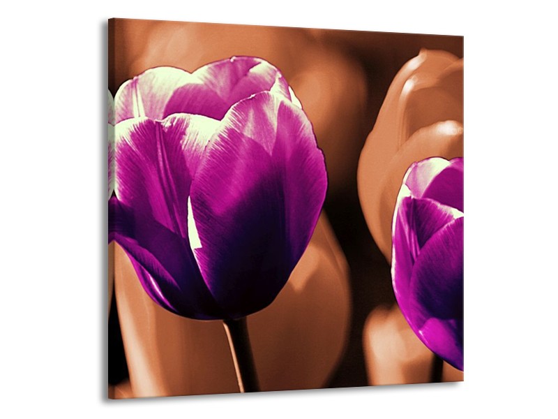 Canvas schilderij Tulp | Paars, Bruin, Wit | 70x70cm 1Luik