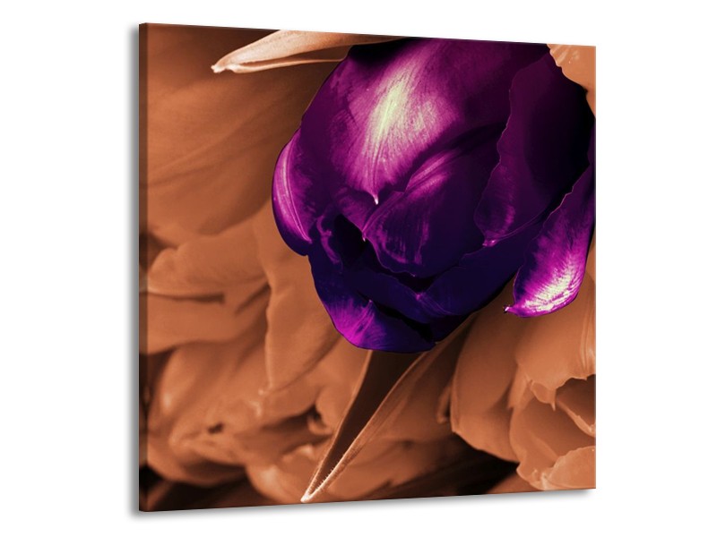 Canvas schilderij Tulp | Paars, Bruin, Wit | 70x70cm 1Luik