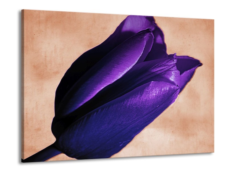 Canvas schilderij Tulp | Paars, Bruin, Wit | 100x70cm 1Luik