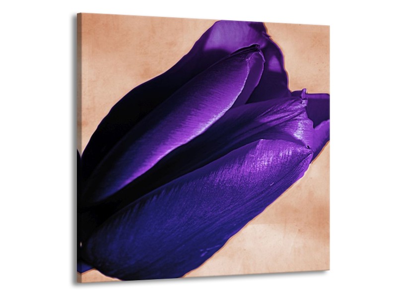 Canvas schilderij Tulp | Paars, Bruin, Wit | 70x70cm 1Luik