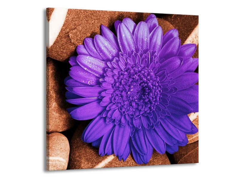 Canvas schilderij Bloem | Paars, Bruin, Wit | 70x70cm 1Luik
