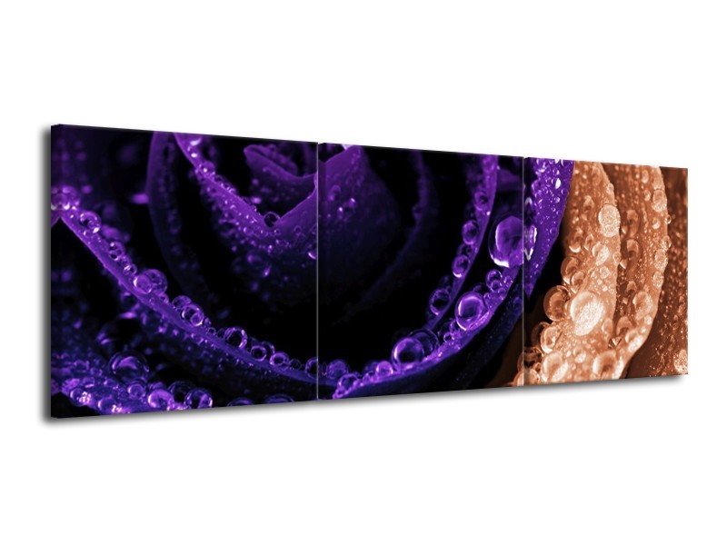 Glas schilderij Roos | Paars, Bruin, Wit | 120x40cm 3Luik