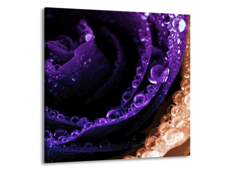 Canvas schilderij Roos | Paars, Bruin, Wit | 70x70cm 1Luik