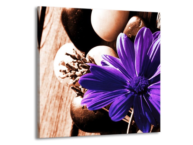 Canvas schilderij Bloem | Paars, Bruin, Wit | 70x70cm 1Luik