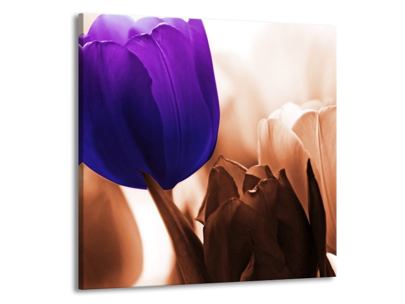 Canvas schilderij Tulp | Paars, Bruin, Wit | 70x70cm 1Luik