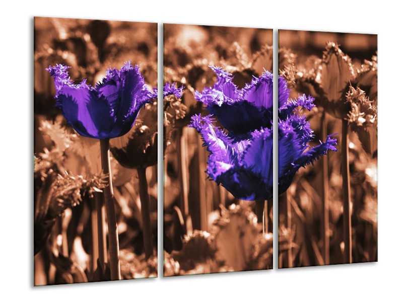 Canvas schilderij Tulp | Paars, Bruin, Wit | 120x80cm 3Luik