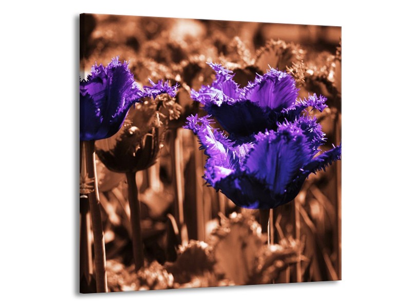 Canvas schilderij Tulp | Paars, Bruin, Wit | 70x70cm 1Luik