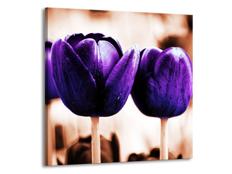 Canvas schilderij Tulp | Paars, Bruin, Wit | 70x70cm 1Luik