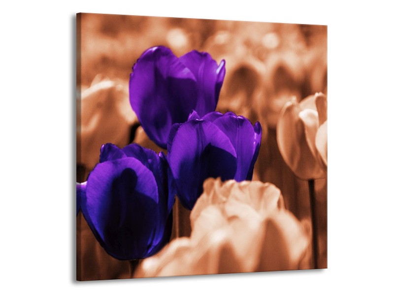 Canvas schilderij Tulp | Paars, Bruin, Wit | 70x70cm 1Luik
