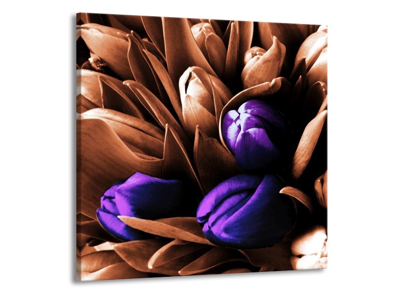 Canvas schilderij Tulp | Paars, Bruin, Wit | 70x70cm 1Luik
