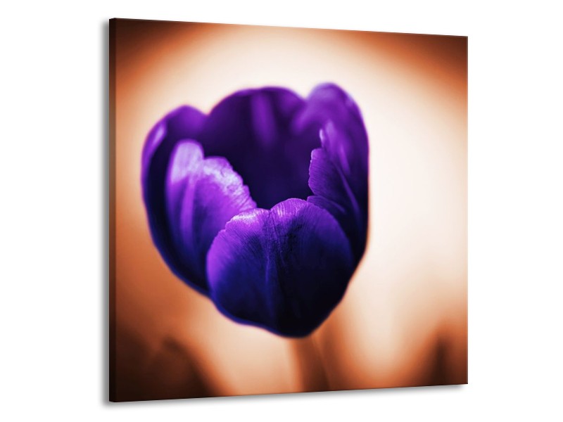 Canvas schilderij Tulp | Paars, Bruin, Wit | 70x70cm 1Luik