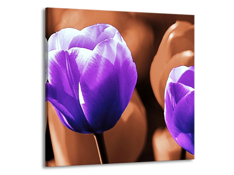 Canvas schilderij Tulp | Paars, Bruin, Wit | 70x70cm 1Luik