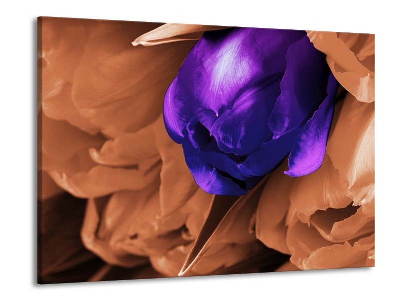 Canvas schilderij Tulp | Paars, Bruin, Wit | 100x70cm 1Luik