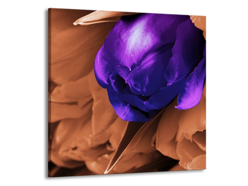 Canvas schilderij Tulp | Paars, Bruin, Wit | 70x70cm 1Luik