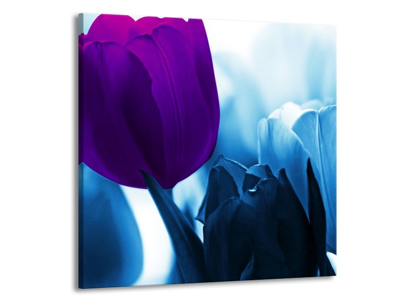 Canvas schilderij Tulp | Paars, Blauw, Wit | 70x70cm 1Luik