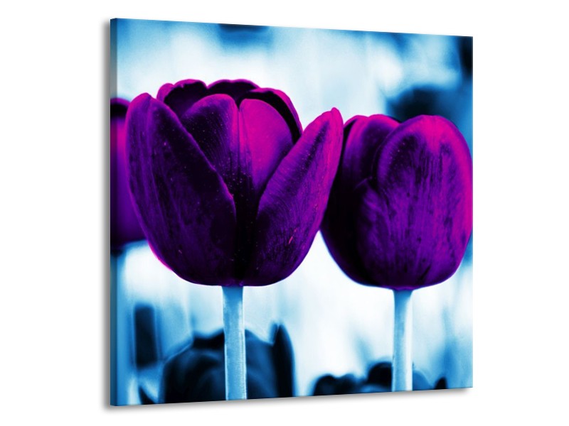 Canvas schilderij Tulp | Paars, Blauw, Wit | 70x70cm 1Luik