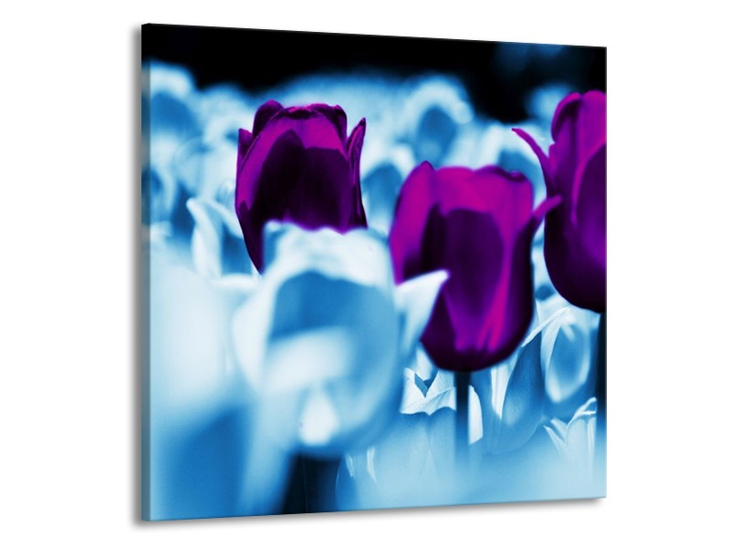 Canvas schilderij Tulp | Paars, Blauw, Wit | 70x70cm 1Luik