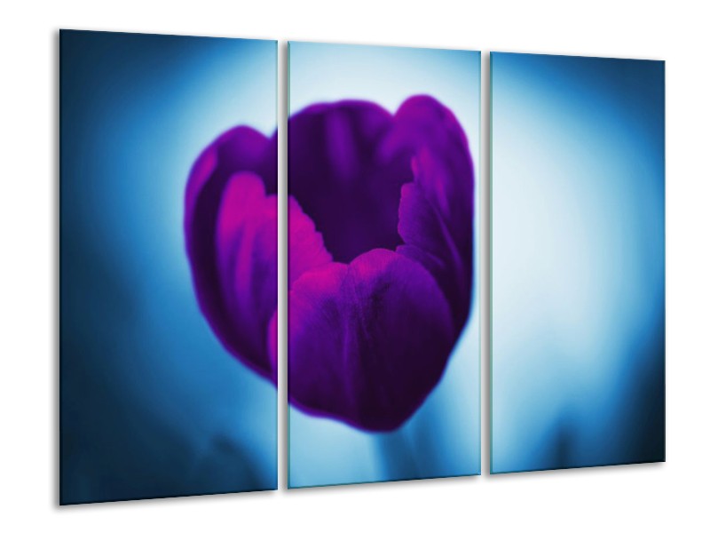 Canvas schilderij Tulp | Paars, Blauw, Wit | 120x80cm 3Luik