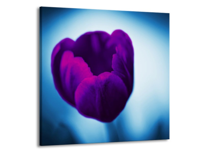 Canvas schilderij Tulp | Paars, Blauw, Wit | 70x70cm 1Luik