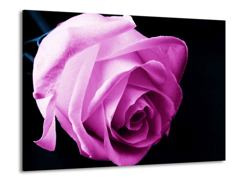 Canvas schilderij Roos | Roze, Wit, Zwart | 100x70cm 1Luik