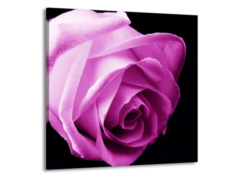 Canvas schilderij Roos | Roze, Wit, Zwart | 70x70cm 1Luik