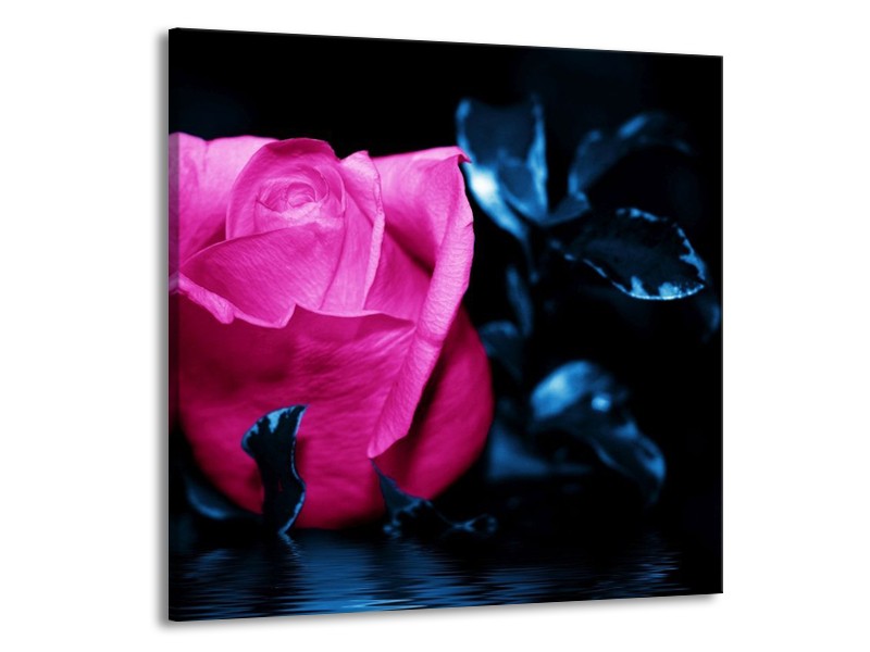 Canvas schilderij Roos | Roze, Blauw, Zwart | 70x70cm 1Luik